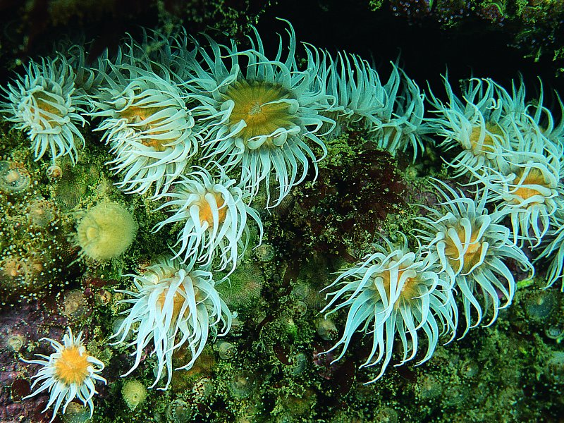 Good news for marine conservation